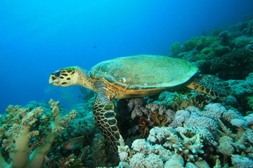 Naklejka na ściany i meble Hawksbill Sea Turtle on Coral Reef