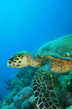 Hawksbill Sea Turtle feeding on coral
