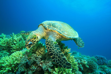 Obraz na płótnie Canvas Hawksbill Turtle eating coral
