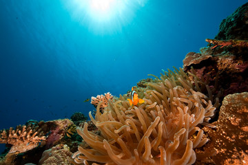 Fototapeta na wymiar ocean and anemone