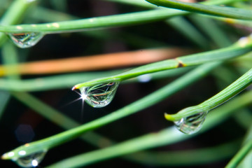Raindrops in the grass