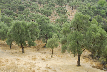 Fototapeta na wymiar olive trees