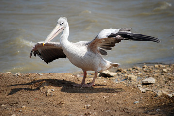 Fototapeta na wymiar Pélican blanc au vent