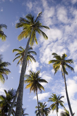 Fototapeta na wymiar Palm tree on the blue sky
