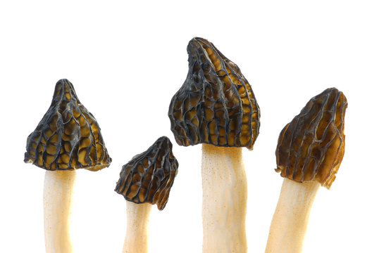 morilles