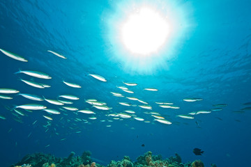 ocean, fish and sun