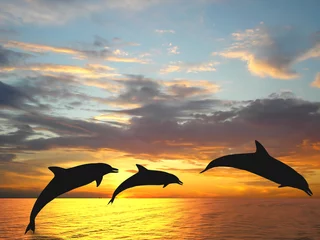 Zelfklevend Fotobehang Dolfijnen © TebNad
