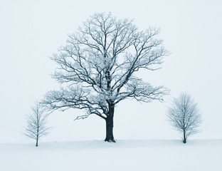 Fototapeta na wymiar Wiersz drzew w zimie