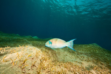 ocean and parrotfish