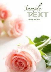 Deurstickers Beautiful rose (easy to remove the text) © Worytko Pawel