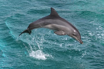 Fototapeten Delphinsprung © Duncan Noakes