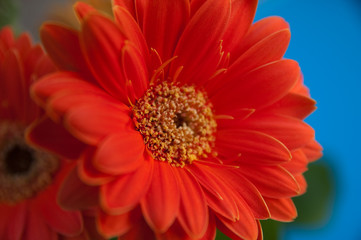 Fiore rosso su sfondo blu