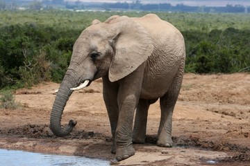 Obraz premium African Elephant