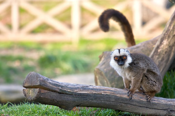 Lemur de cara blanca 2