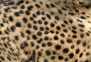 Skin of Beautiful Cheetah Close-up