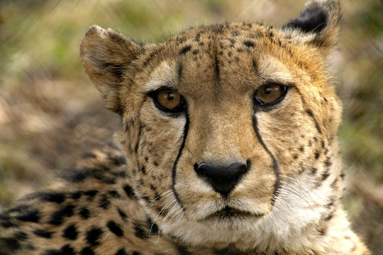 Portrait of Beautiful Cheetah Close-up © Andrey Ushakov