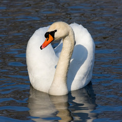 Obraz premium swimming swan