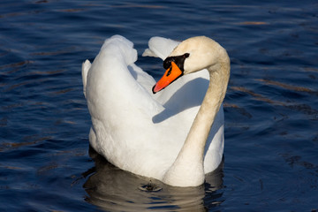 Obraz premium White swan