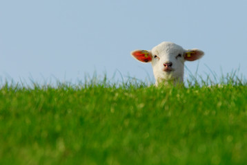 cute lamb in spring
