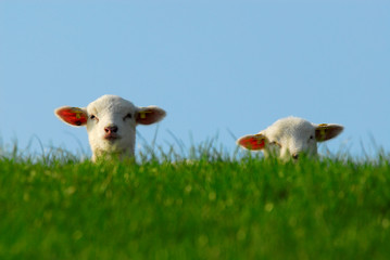 cute lambs in spring © Eric Gevaert