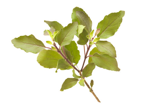 Holy Basil / Tulasi sprig isolated with clipping path