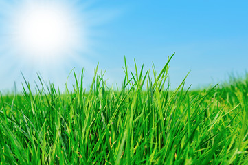 Obraz premium summer background