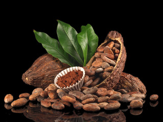 Kakao Bohnen in der Schote mit Kakaopulver