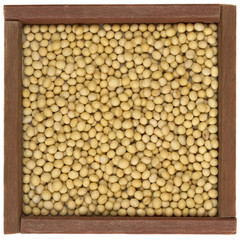 yellow soy beans