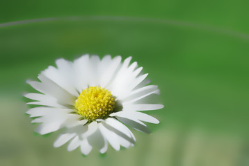 Blume schwimmt auf Wasser