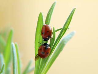 Glückskäfer
