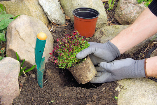 Einpflanzen Moossteinbrech - planting a saxifraga bryoides 03