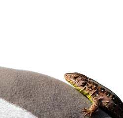 Sand lizard isolated on white