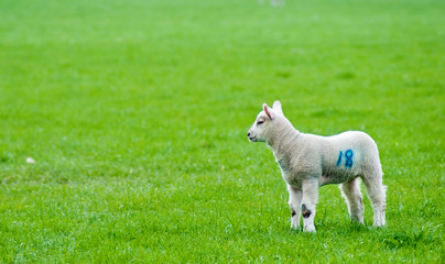 Spring lambs