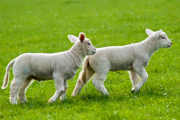 Naklejka na ściany i meble Spring lambs