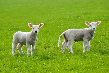 Spring lambs