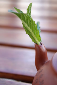 Chinese tea with mint