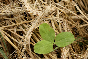 Dry Mowed Barley and Green Clover