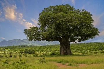 Abwaschbare Fototapete Baobab Baobab