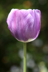 Purple Tulip