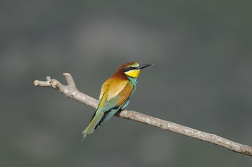 Bee-eater (Merops apiaster), marriage between, Israel