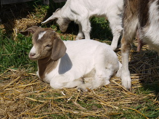 Ziegenbaby