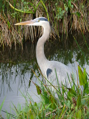 Héron de floride