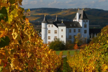 Weinberg Mosel Schloss Berg Nennig