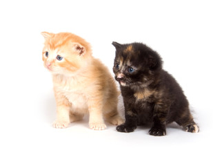 Two kittens on a white background