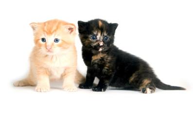 Two kittens on a white background