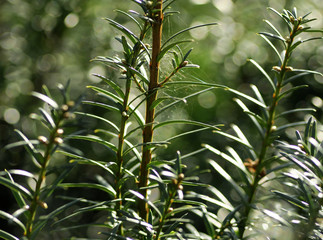 Fototapeta premium leaves