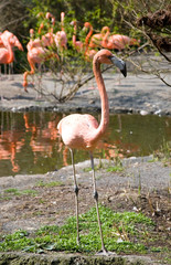 Greater Flamingos in park Avifauna, the Netherlands