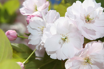 Cherry Blossom Flowers