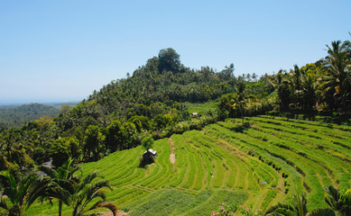 Classic asian rice field terraces, Bali, Indonesia