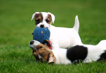 welpen mit spielzeug